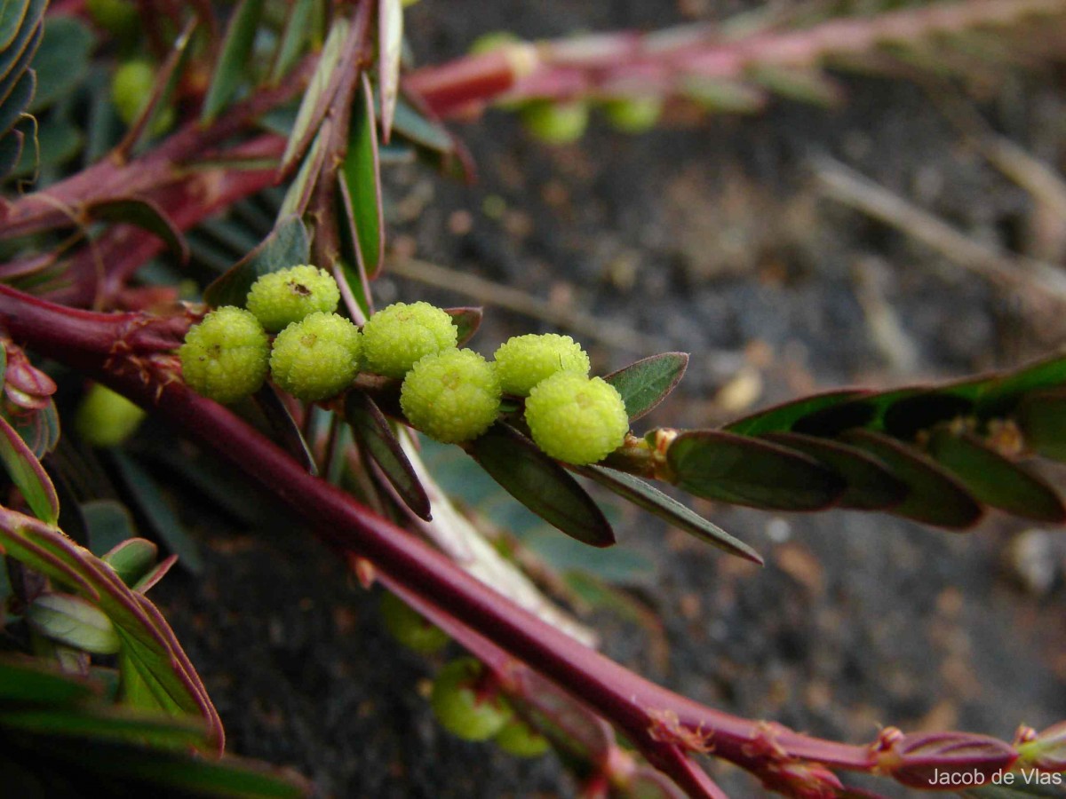 Phyllanthus urinaria L.